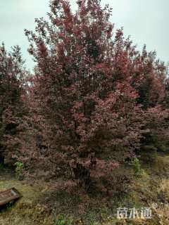高度450厘米丛生紫叶李