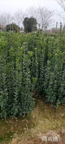 高度1.5厘米北海道黄杨