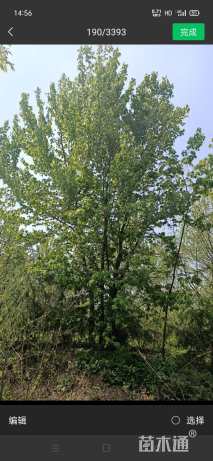 高度700厘米丛生三角枫