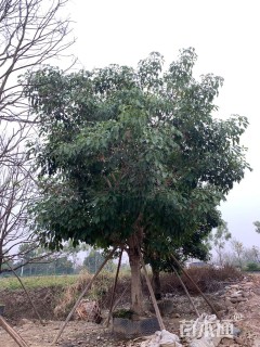 30公分红花风铃木