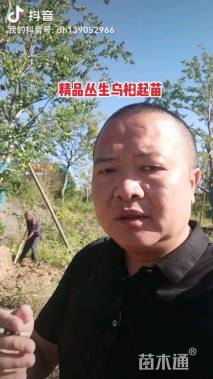 60公分丛生乌桕