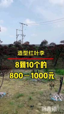 高度300厘米丛生紫叶李