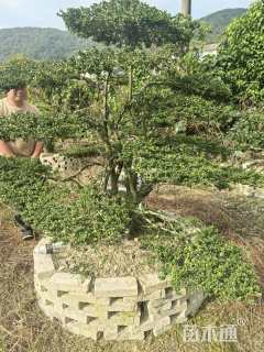 12公分造型龟甲冬青