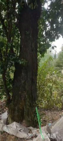 高度1200厘米金弹子