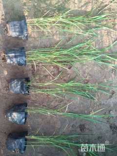 高度50厘米芦苇小苗