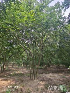 80公分多杆朴树