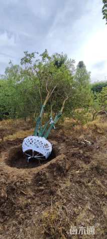 90公分(5杆)丛生乌桕