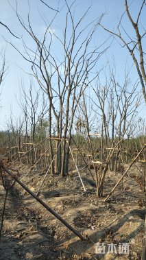 650厘米丛生朴树