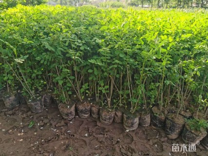 高度60厘米紫穗槐