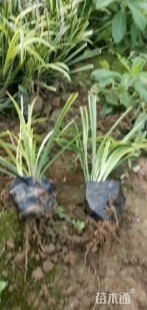 高度25厘米金边麦冬