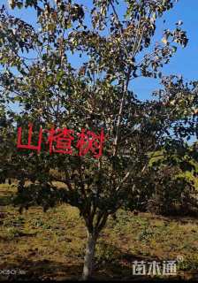 4公分山楂树