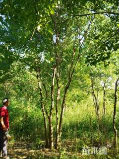 40公分丛生乌桕