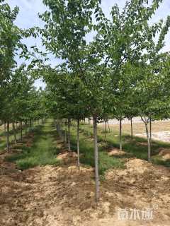 5公分染井吉野樱