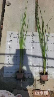 高度70厘米香蒲