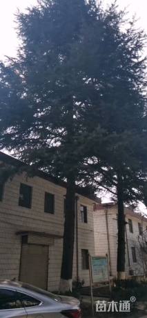 高度2500厘米雪松