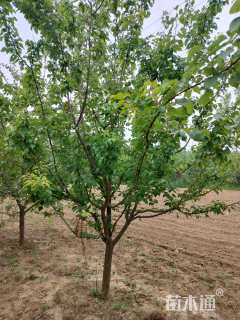 8公分杏树