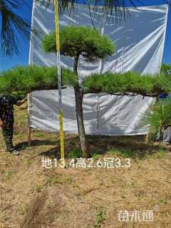 17公分造型黑松