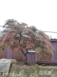 高度280厘米羽毛枫