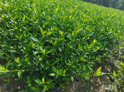 高度45厘米小叶栀子