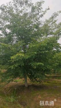 18公分日本晚樱