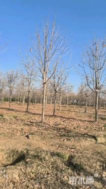 高度900厘米雪松