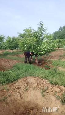 高度600厘米密枝红叶李