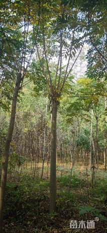 14公分黄山栾树