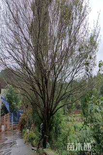 28公分骨里红梅