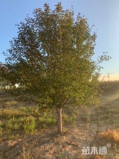 15公分绚丽海棠