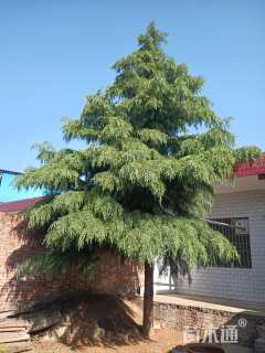 高度600厘米雪松