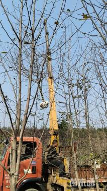 12公分二乔玉兰