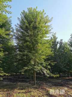 22公分美国红枫