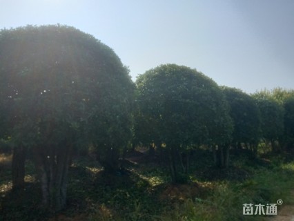 20公分造型榆树