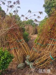 5公分红火箭紫薇