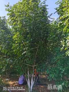 高度500厘米丛生白蜡