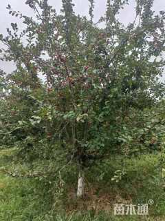 18公分绚丽海棠