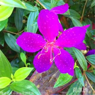 高度30厘米巴西野牡丹