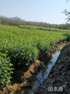 80公分江南桤木