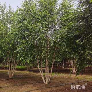 高度900厘米丛生河桦