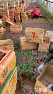 高度18厘米欧石竹