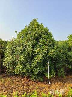 高度300厘米丛生红叶石楠