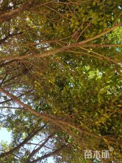 高度3500厘米小叶黄杨