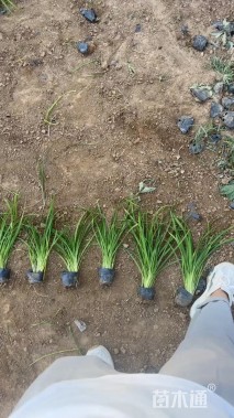 高度40厘米常绿萱草