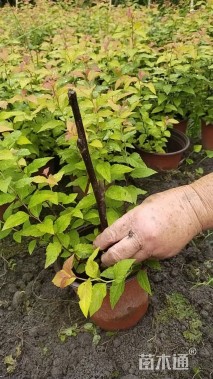 高度25厘米绣线菊