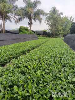 高度30厘米大叶栀子