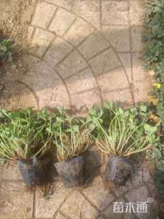 高度10厘米红花酢浆草