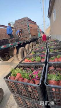 高度15厘米福禄考