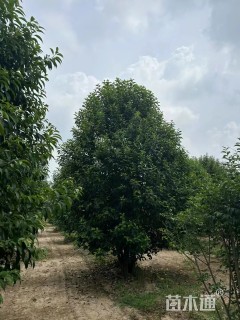 高度400厘米丛生大叶女贞