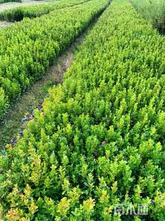 高度35厘米瓜子黄杨