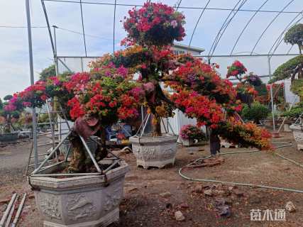 高度300厘米三角梅